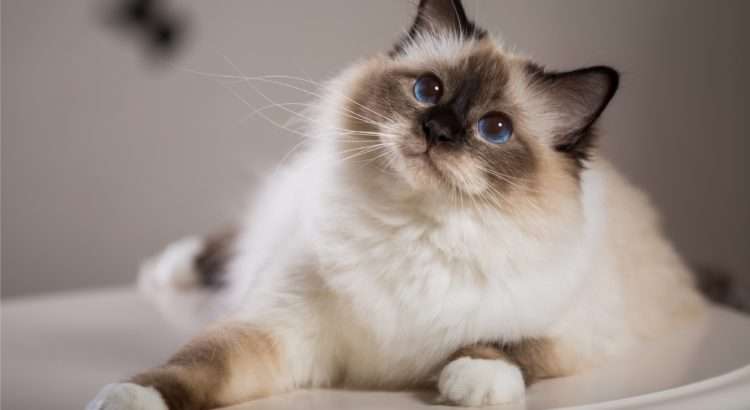 choupette lagerfeld